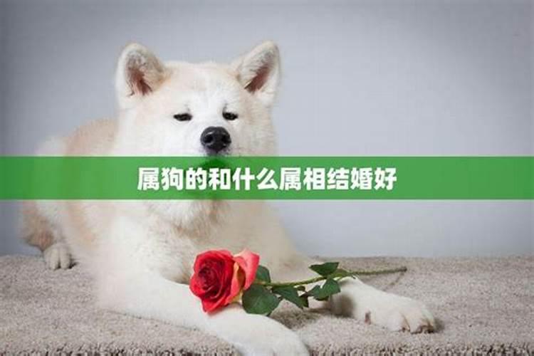 什么属相与属狗的婚配好？