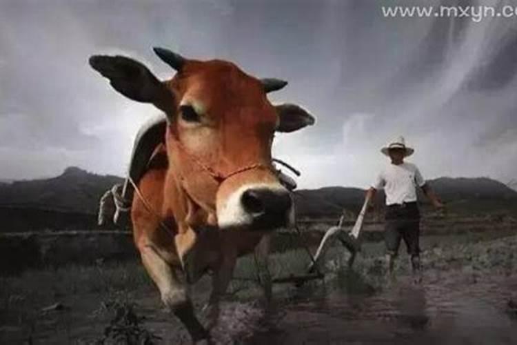 梦见牛死了好多血是什么意思？