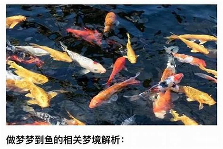 梦见好多鱼什么预兆？