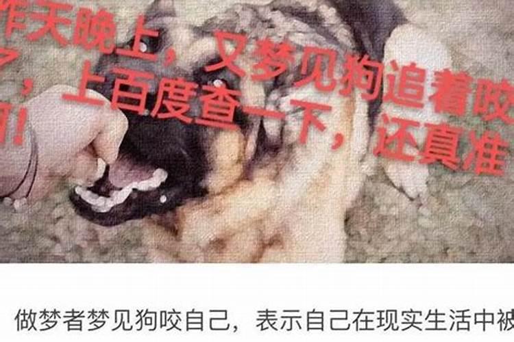 梦见回家走错路遇见狗咬我