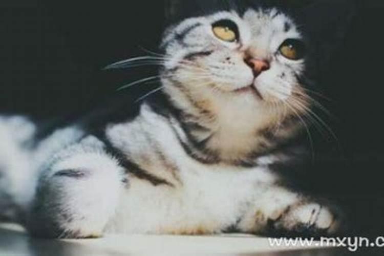 梦见猫是什么预兆和意思周公解梦？