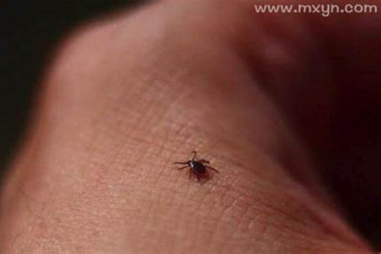 梦见被虫咬是什么预兆？