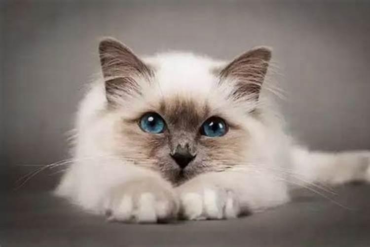 梦见猫是什么预兆？