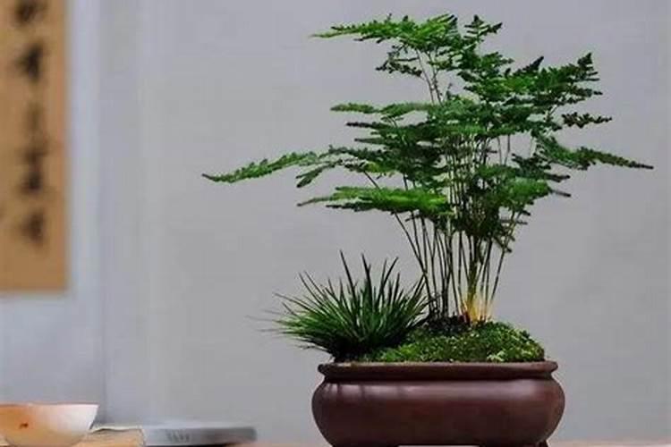 影响孩子成绩的风水植物