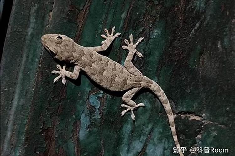 壁虎爬到家里预示什么？