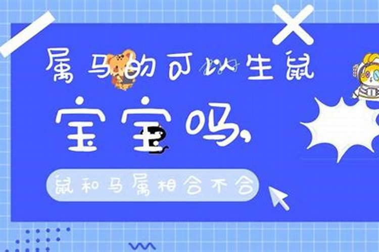 马跟鼠的八字合不合