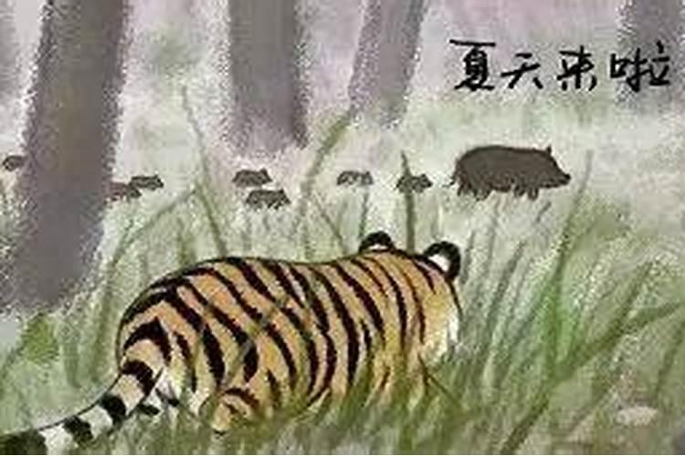 立夏后出生的老虎
