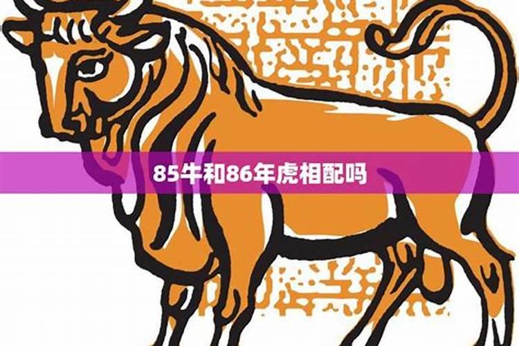 85年牛和86年虎合婚吗？