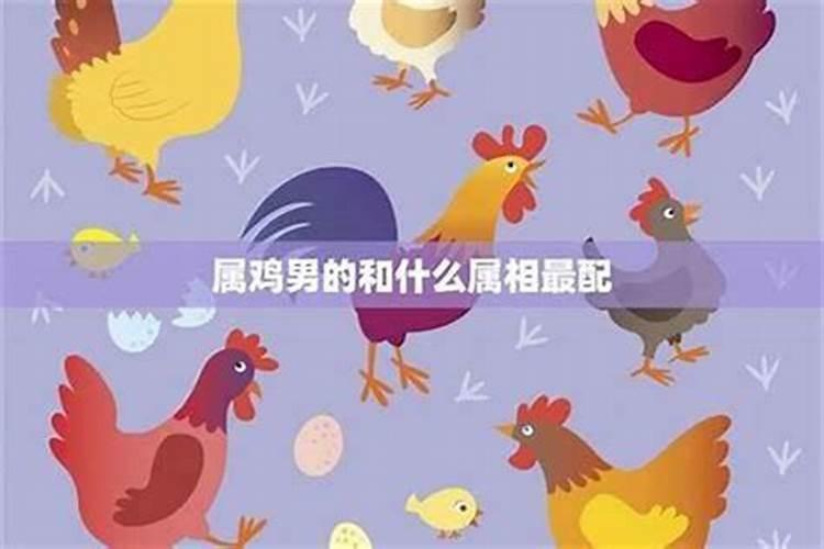 男属鸡和属什么合婚？