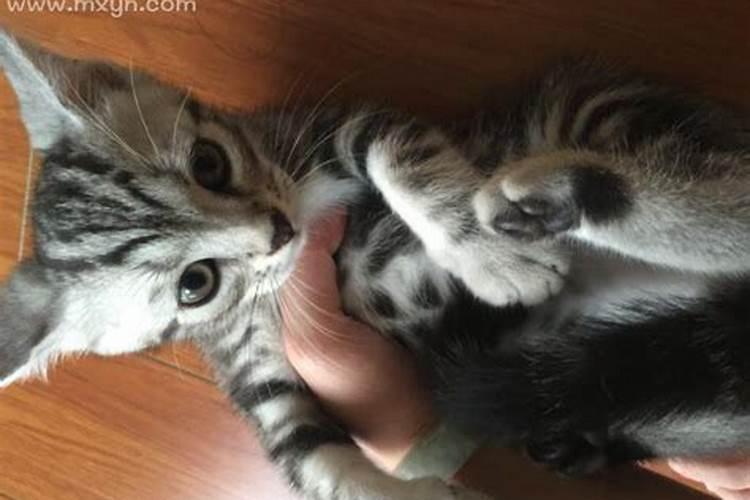 梦见很多猫攻击我被我关在卧室外？