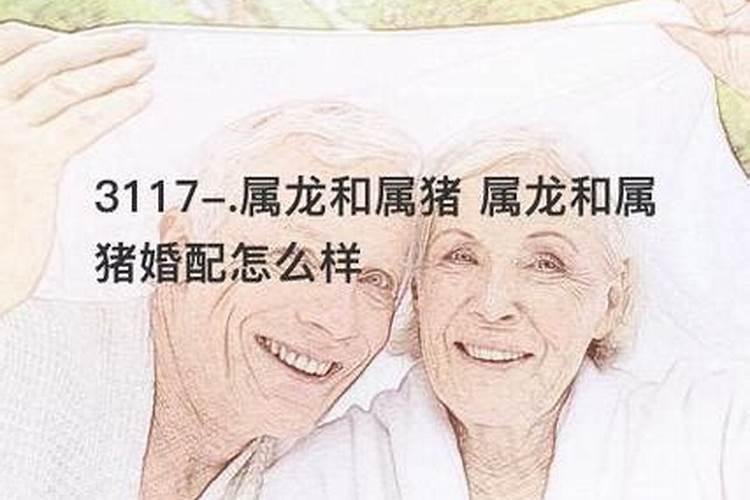 男属猪女属龙合婚吗？