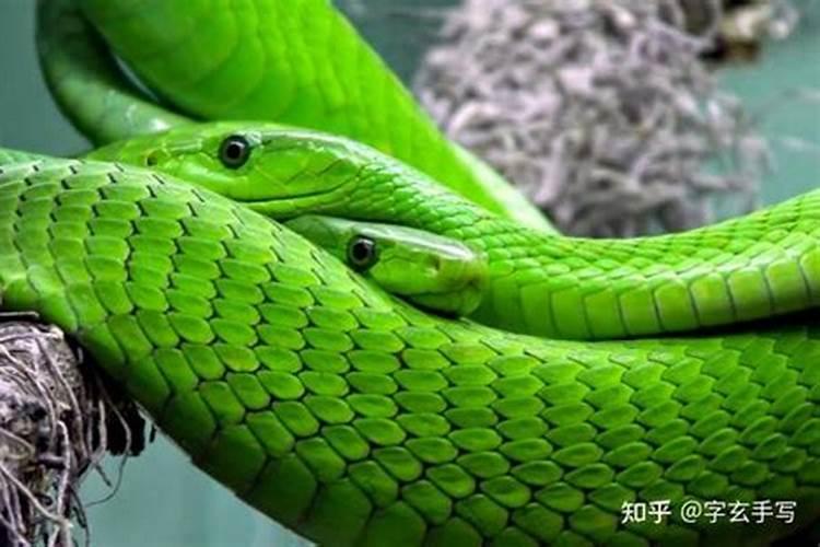 梦到外公是什么征兆梦见蛇缠身？