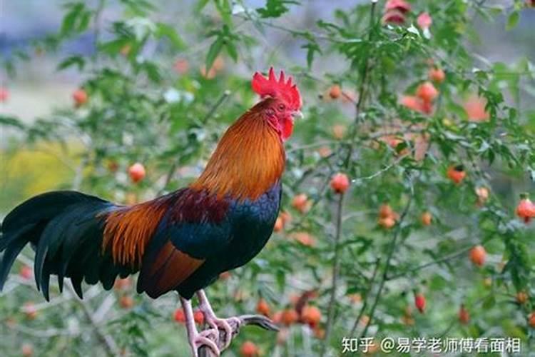马鸡属相婚配好吗？