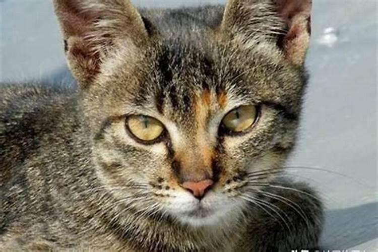 猫咪快生了有什么预兆？