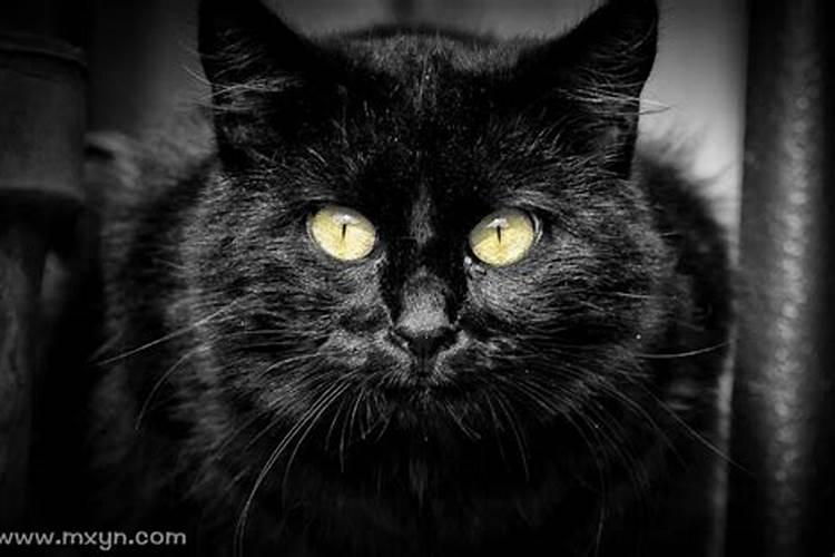 梦见黑猫扑向自己咬我脖子