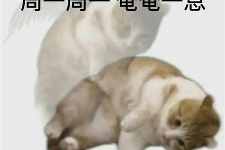 梦见供桌上奄奄一息的猫