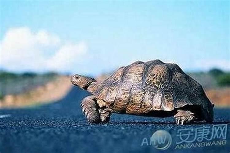梦到被大乌龟追着跑
