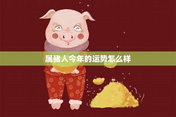 属猪人一生的运势怎么样？