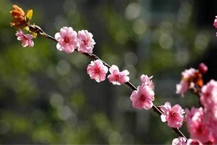 桃花煞位放什么植物能化解？