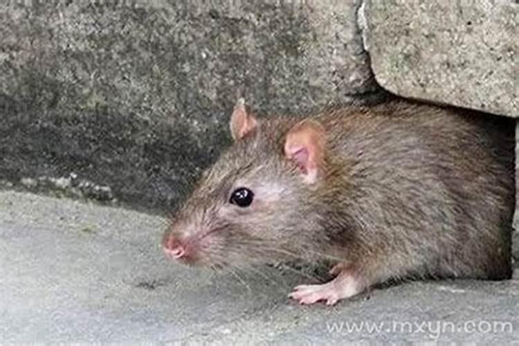 梦见死老鼠是什么预兆？