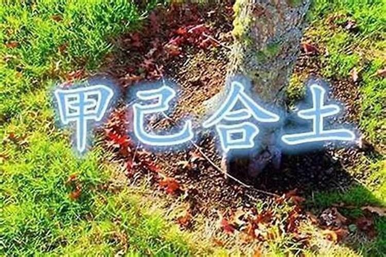 八字中甲己合土好吗？