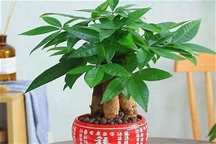 家中最旺学业的东西