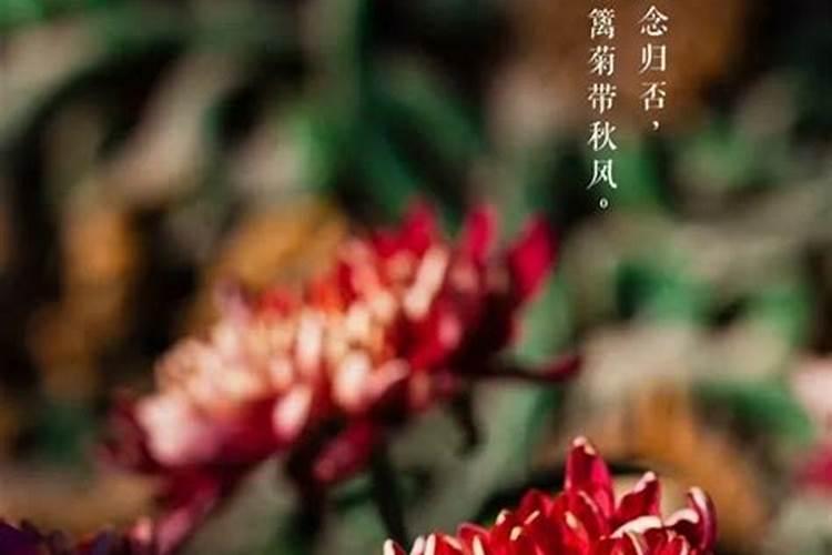 九月初九结婚习俗