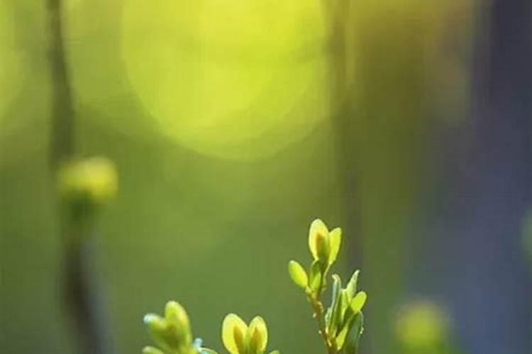 立春时候有哪些植物生长？
