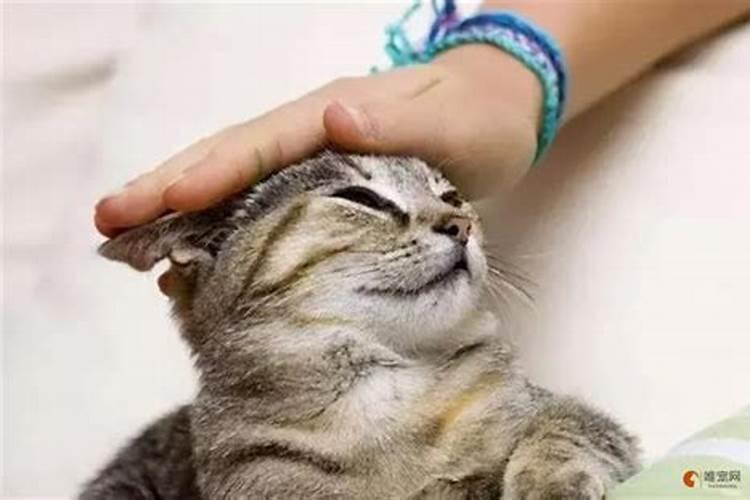 被猫缠着预示着什么？