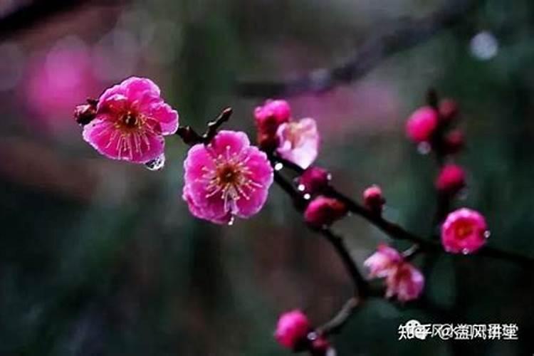 梅花易数看婚姻准吗？