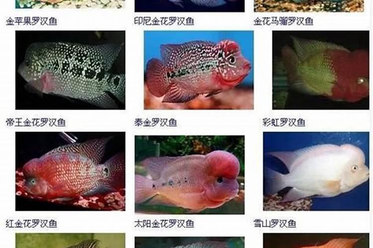 财神鱼和罗汉鱼的区别