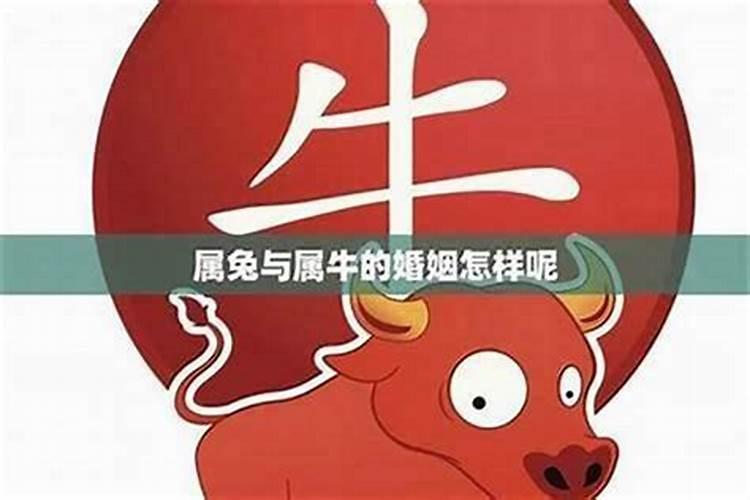 属牛和属兔八字合吗？
