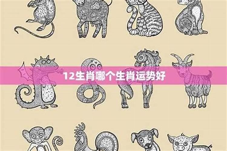 猪年属兔的运势怎样？