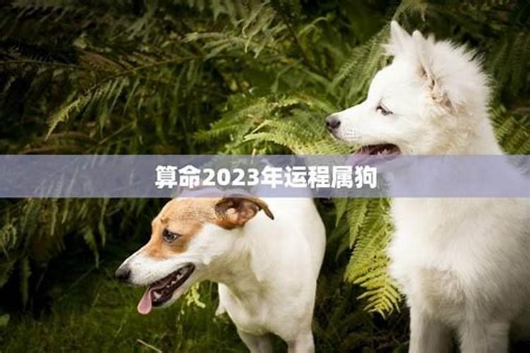 属狗与属狗婚配对运程如何？