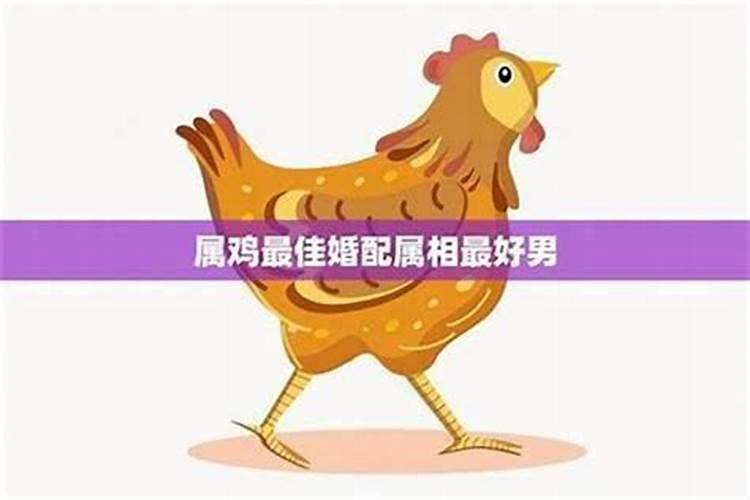 属鸡的适合哪些属相婚配？