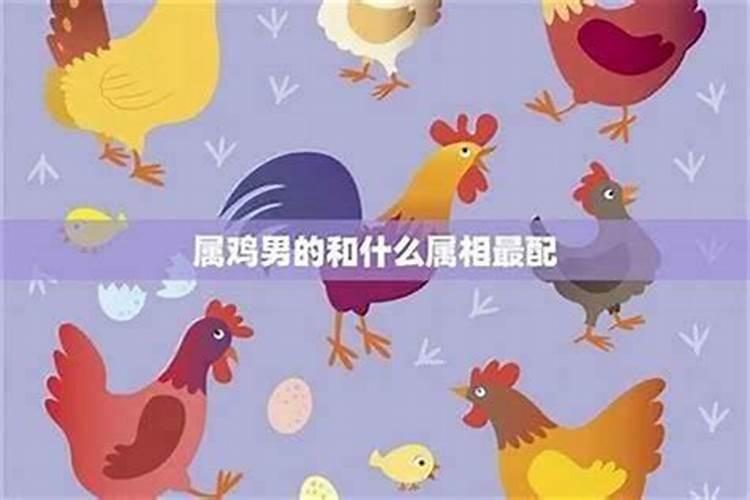 属鸡什么大不合婚？