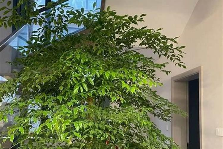 室内种植什么树旺运势？