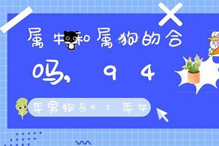 94狗和97牛八字合吗？
