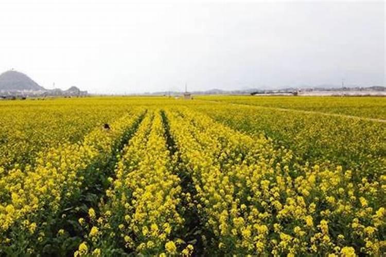 梦到墓地和墓碑周围开满油菜花