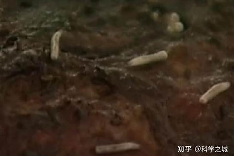 梦见上厕所有很多蛆虫？