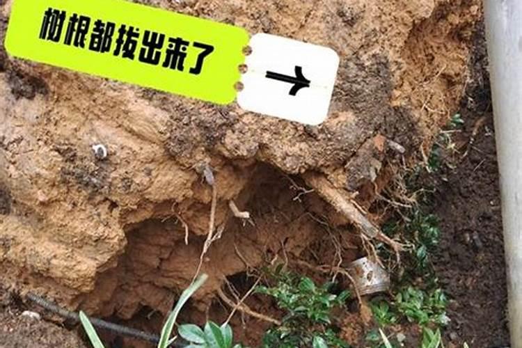 梦见大树倒了是什么预兆？