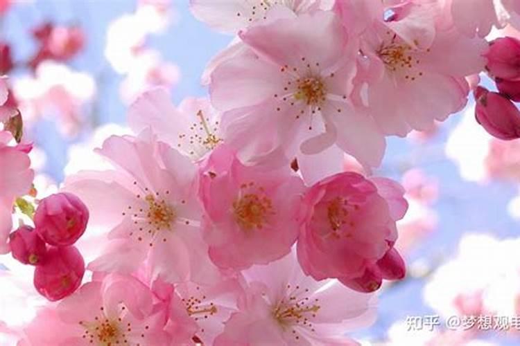 什么花可以催旺桃花运？
