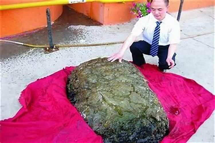 挖土挖到太岁怎么办？
