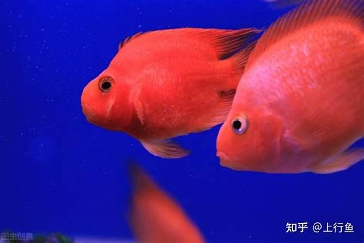 元宝财神鹦鹉鱼的区别