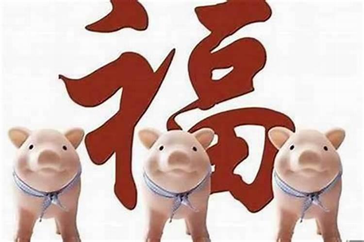 71年的猪今年的运势怎么样？
