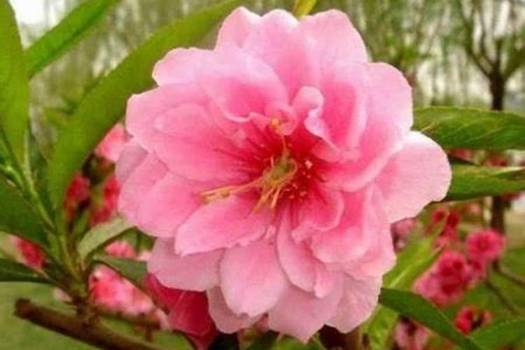 桃花比较旺是什么意思？