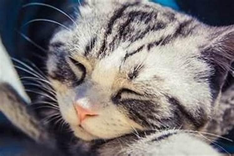 梦见死猫是什么征兆？