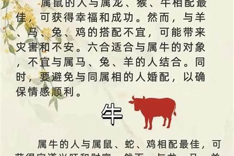女马男牛属相婚配好吗？