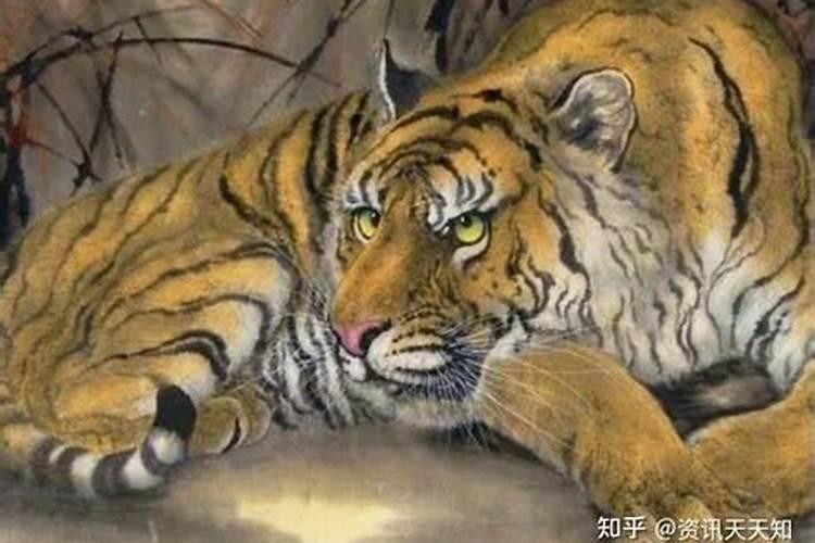 本命年属虎人的运势