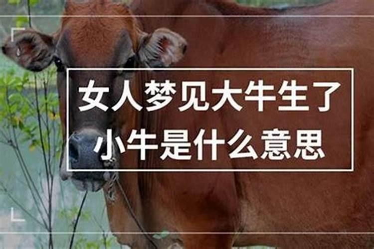 梦见牛让自己嫁给它